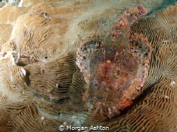 Raja Ampat Stonefish by Morgan Ashton 